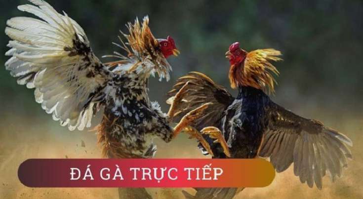 Chính sách hoa hồng cho đại lý của Tdtc88 rất cao - Tdtc88