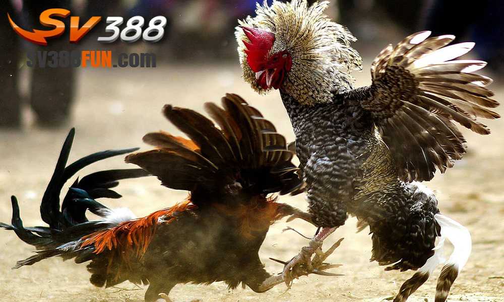 Hướng dẫn tham gia cá cược vui vẻ Vb68 - Vb68