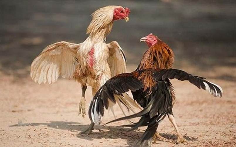 5 câu hỏi thường gặp về việc đăng ký tài khoản với Az888 - Az888