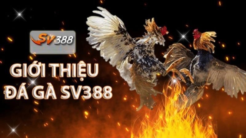 Hãy giải thích sức hấp dẫn của các trò chơi bắn cá cấp độ K188 - K188