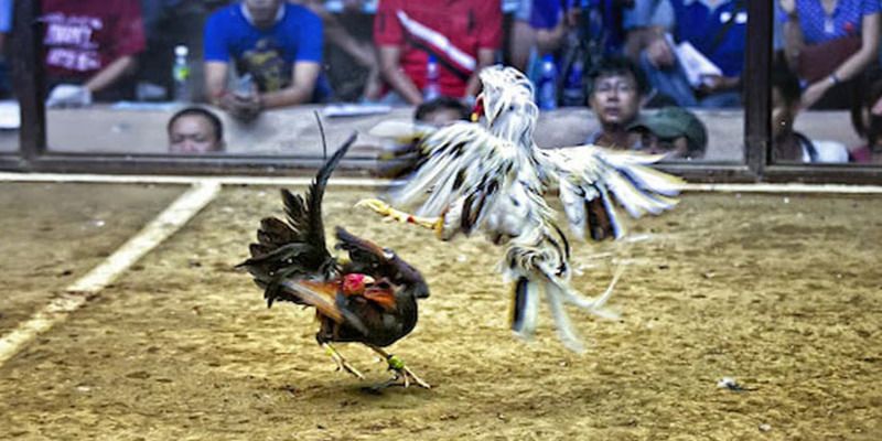 Sv388 hỗ trợ giao dịch đa kênh - Sv388